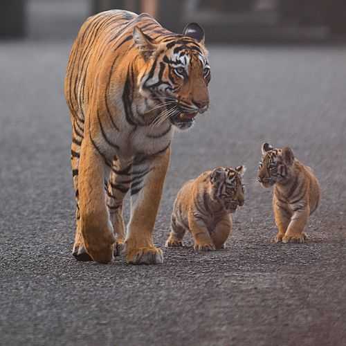 Wildlife Safari in India Guide