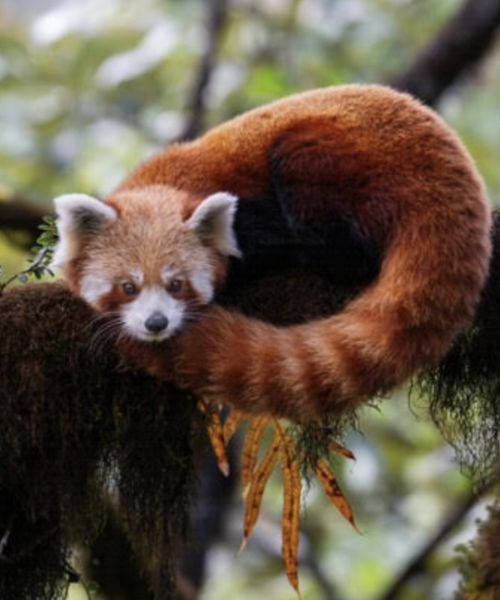 Singalila National Park