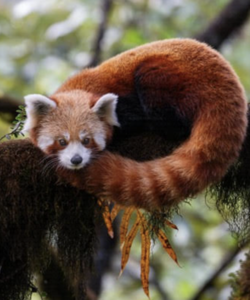 Singilila National Park