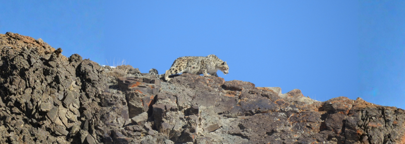 Ghost of the Himalayas - Snow Leopard Expedition