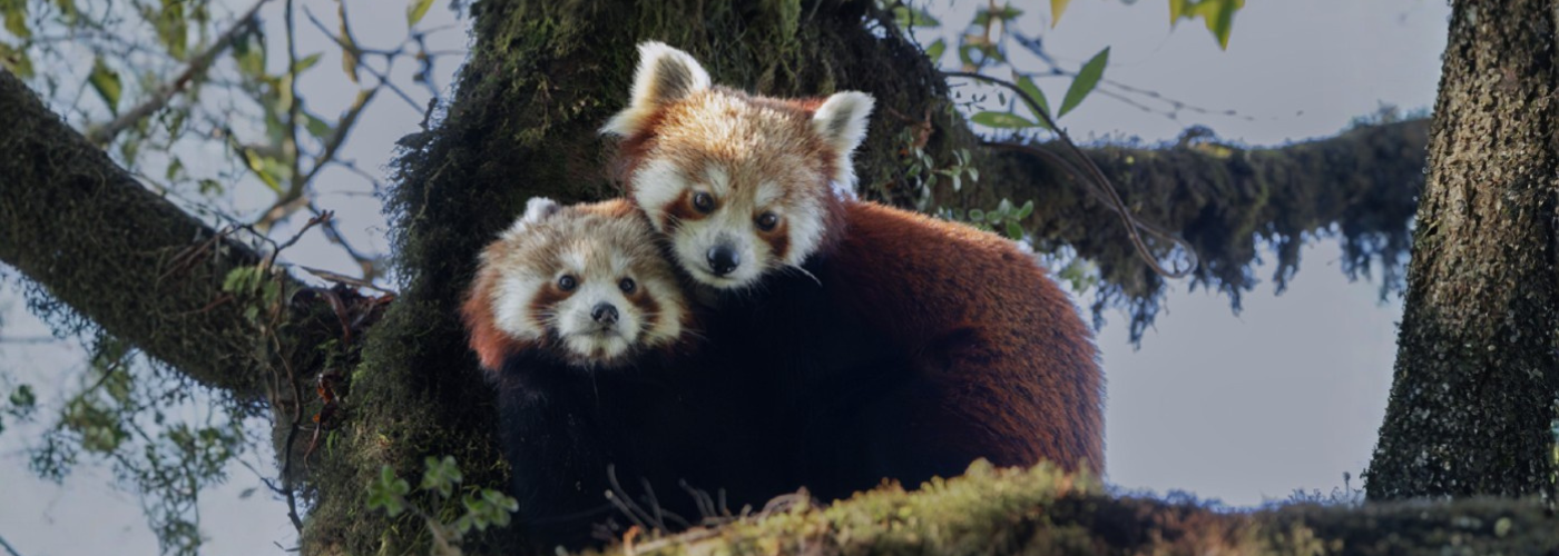 Redpanda Expedition