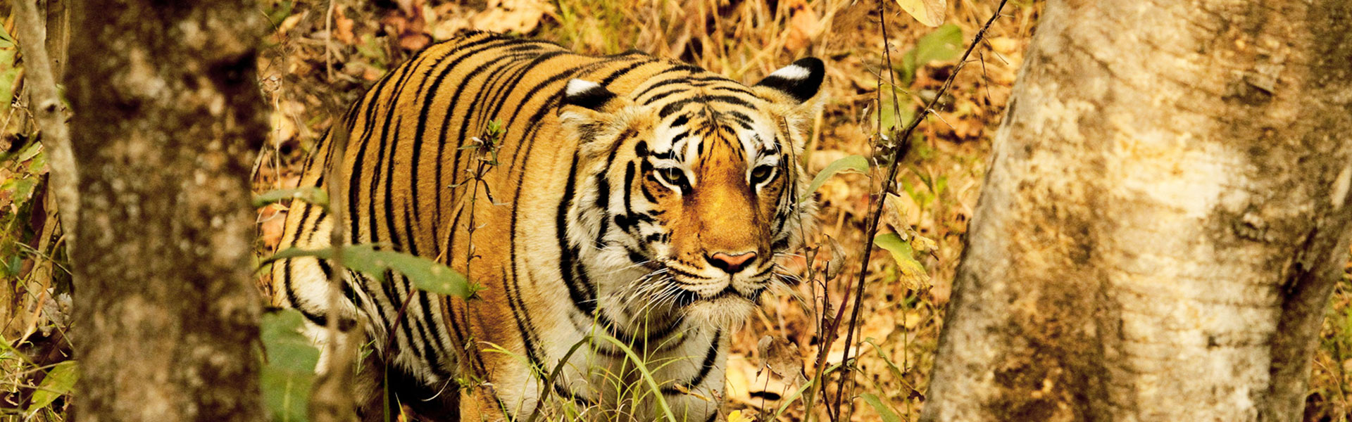 Pench National Park