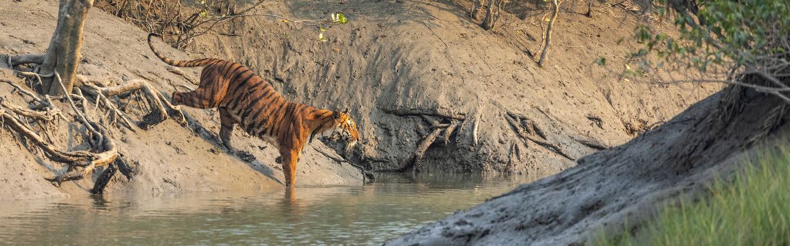 Sundarban National Park