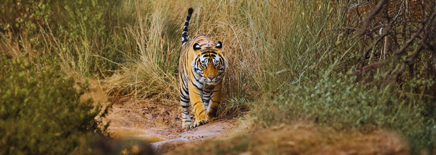 Ranthambhore National Park (Jun 2026)