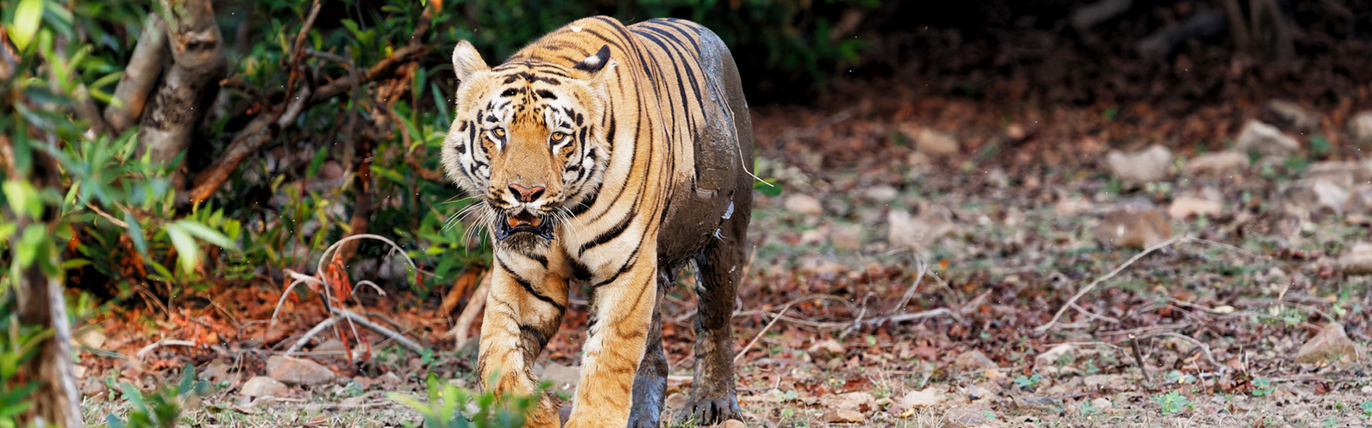 Tadoba National Park
