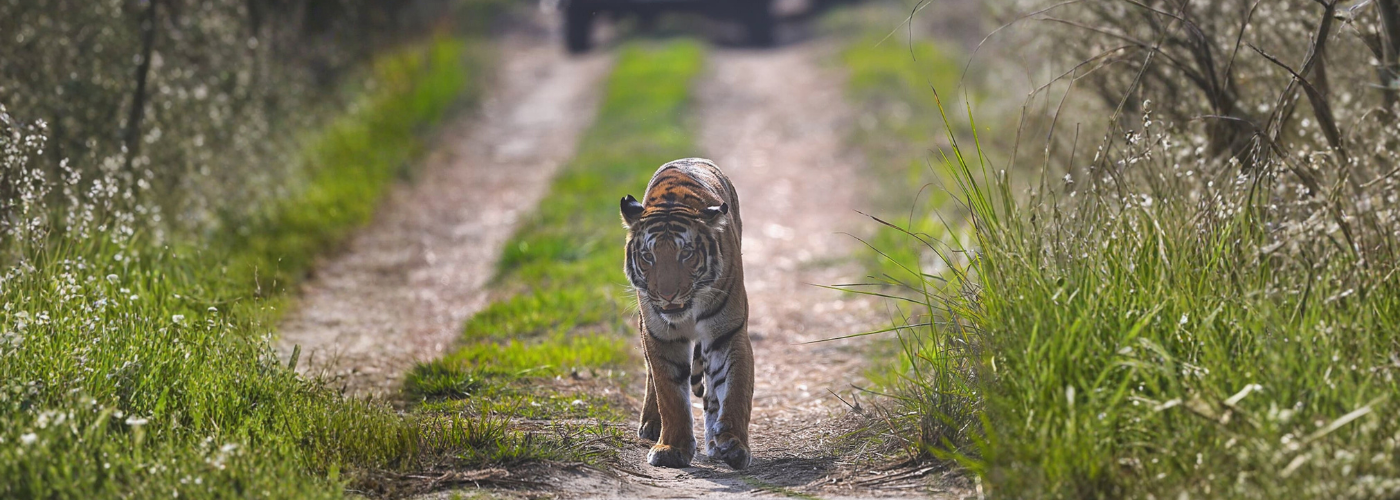 Ranthambhore National Park (May 2026)