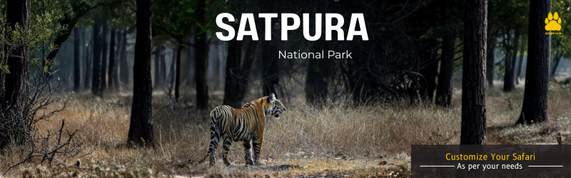 Young Naturalist Bootcamp ( Satpura National Park)