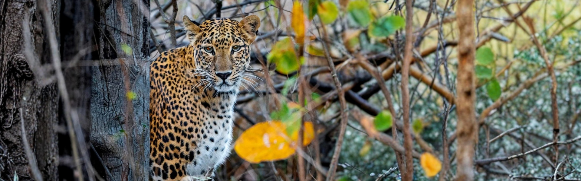 Satpura National Park