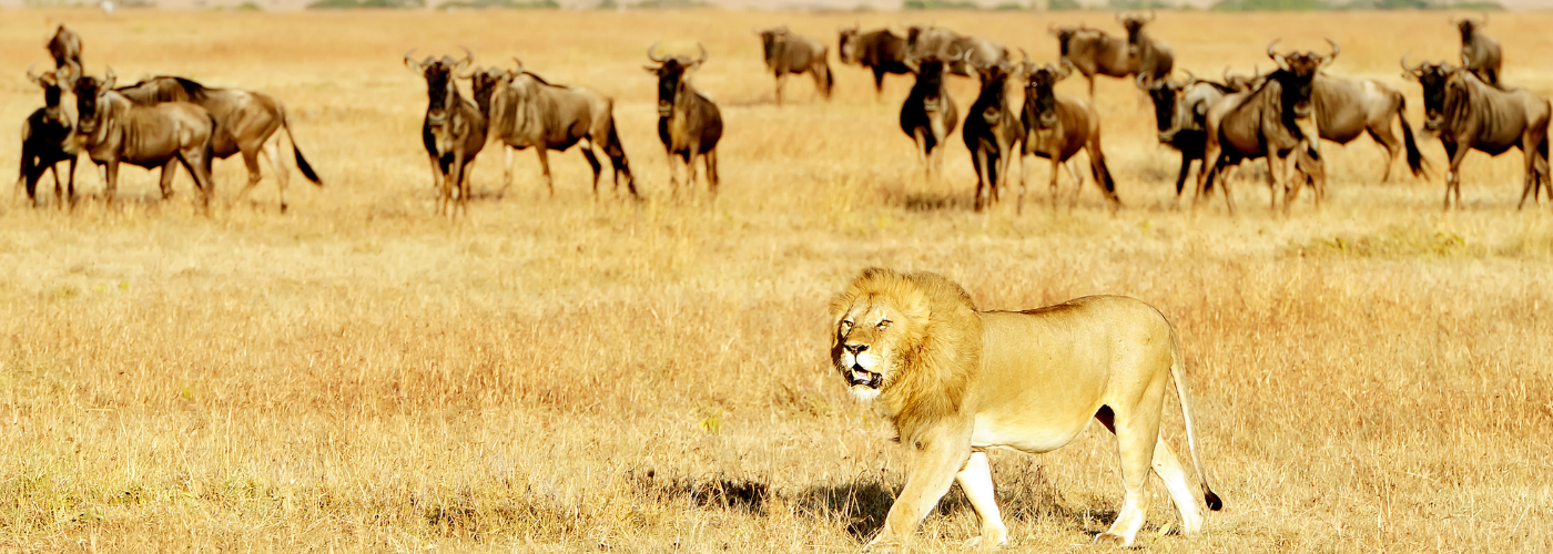 Masai Mara National Reserve